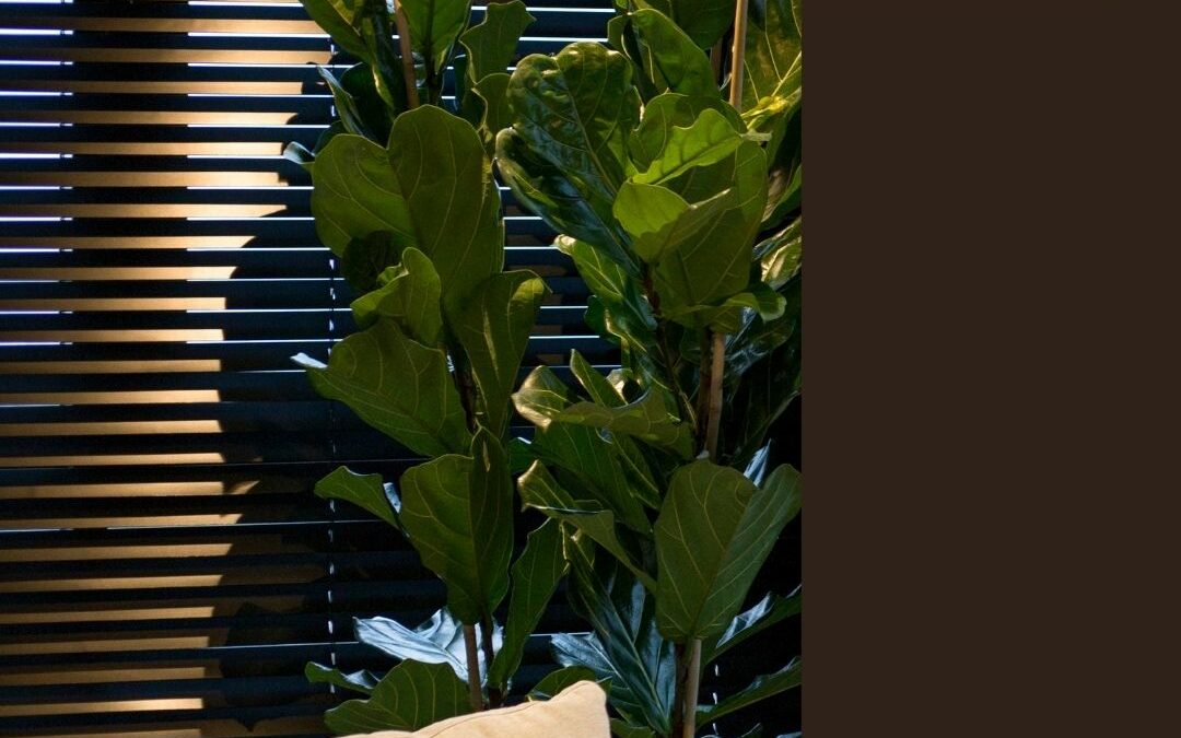 Wood & Faux Wood Blinds
